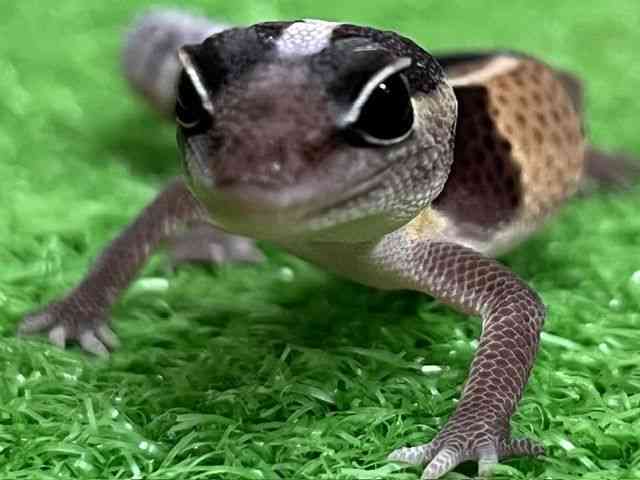 ニシアフリカトカゲモドキ