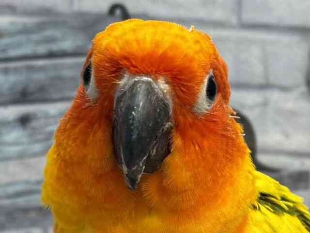 
                    コガネメキシコインコ