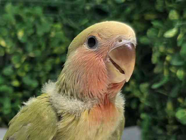 
                    コザクラインコ