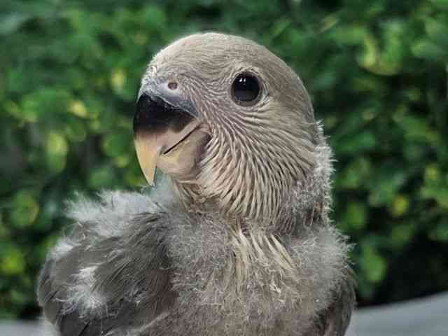 
                    コザクラインコ