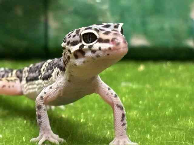 ヒョウモントカゲモドキ