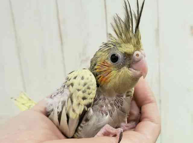 
                    オカメインコ