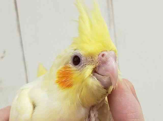 
                    オカメインコ