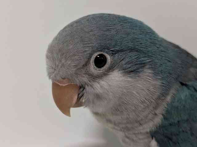 
                    オキナインコ