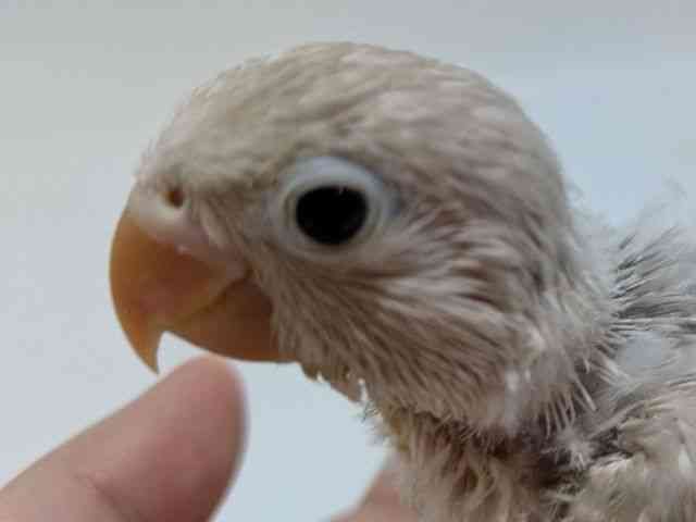 
                    ボタンインコ
