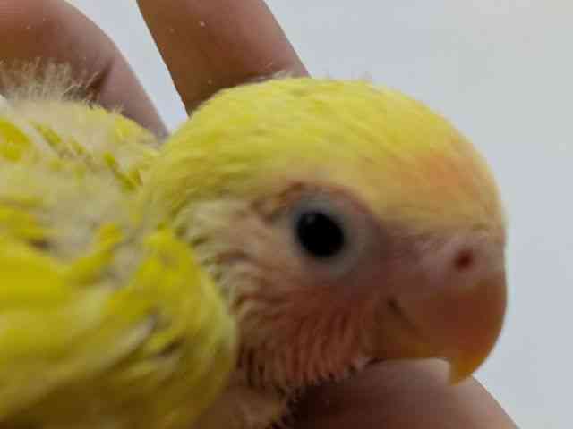 
                    コザクラインコ