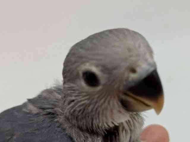 
                    コザクラインコ