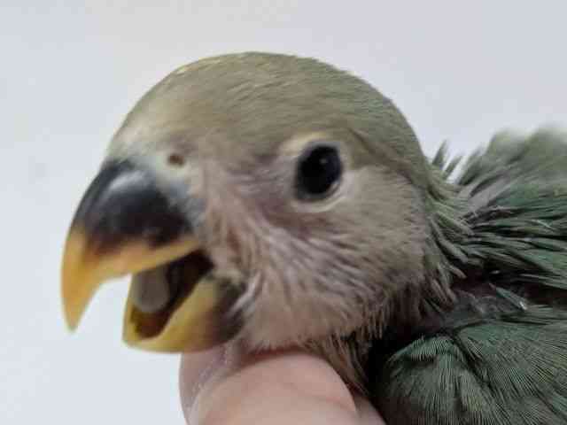 
                    コザクラインコ