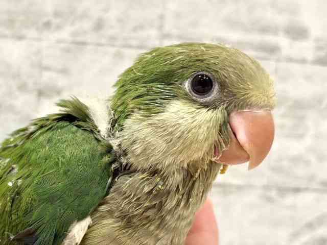 
                    オキナインコ