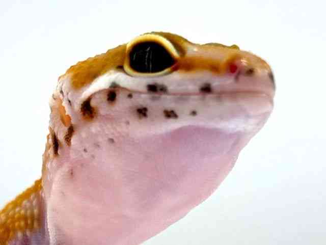 ヒョウモントカゲモドキ