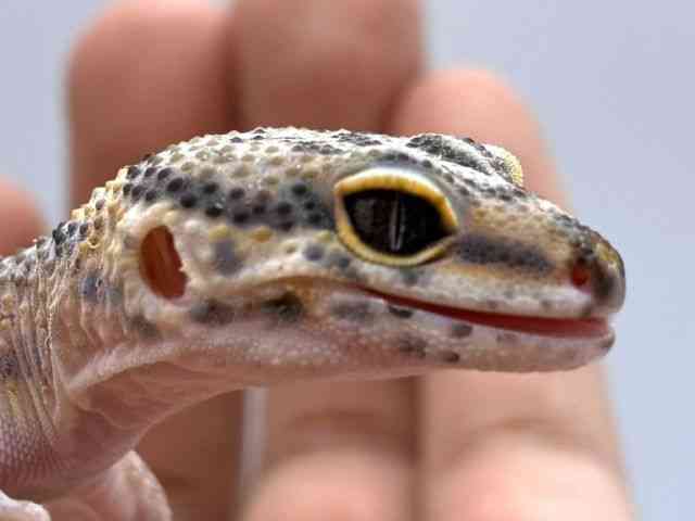 ヒョウモントカゲモドキ