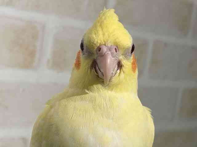 
                    オカメインコ