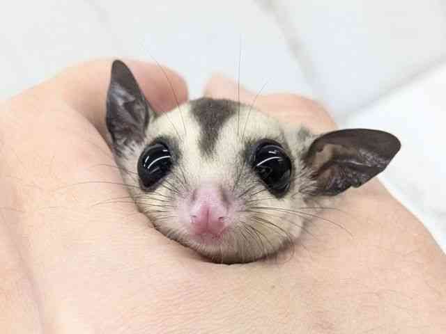 
                    フクロモモンガ