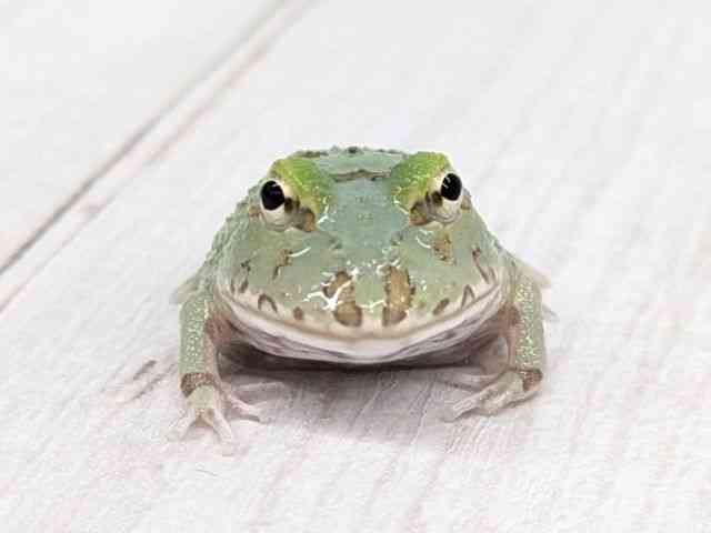 クランウェルツノガエル
