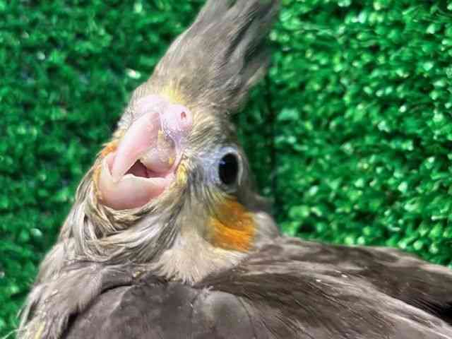 
                    オカメインコ