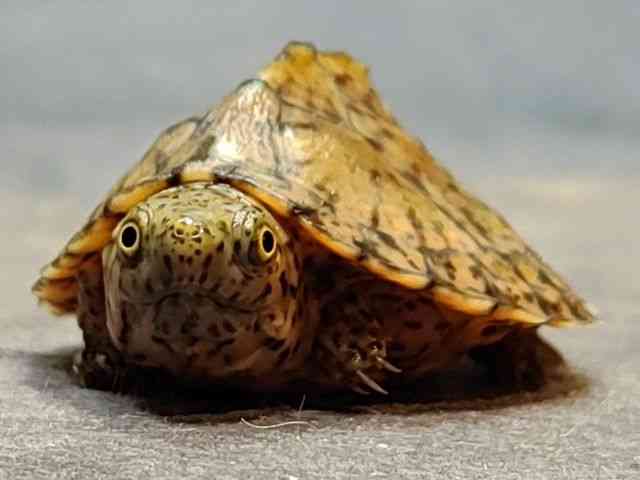 カブトニオイガメ