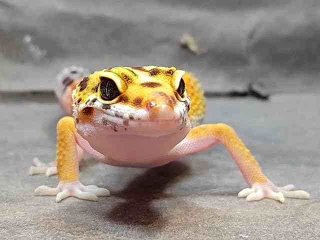 ヒョウモントカゲモドキ