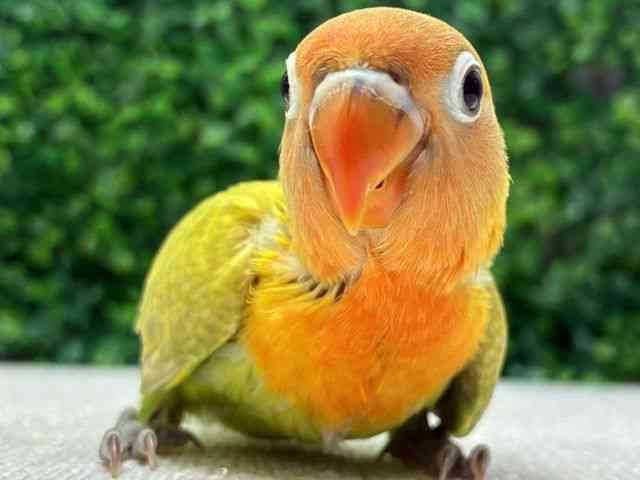 
                    ボタンインコ