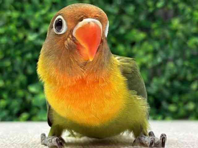 
                    ボタンインコ