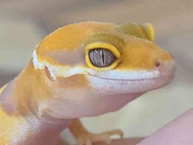 ヒョウモントカゲモドキ
