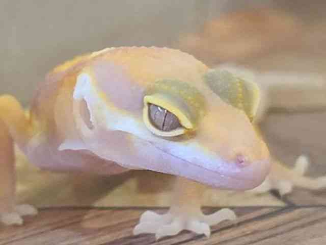 ヒョウモントカゲモドキ