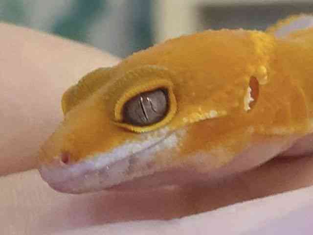 ヒョウモントカゲモドキ