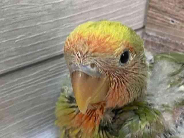 
                    コザクラインコ
