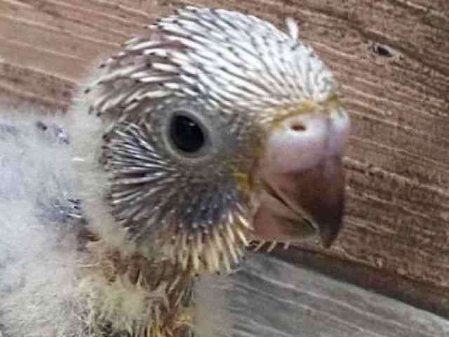 
                    セキセイインコ