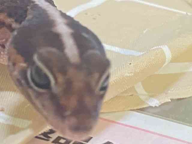 ニシアフリカトカゲモドキ