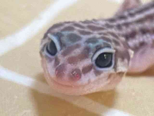 ヒョウモントカゲモドキ