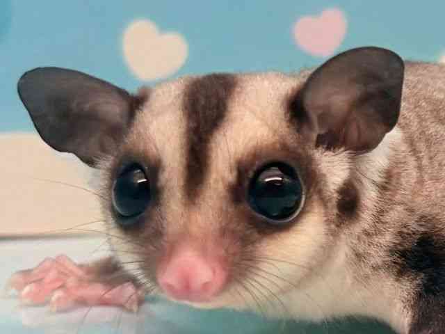 
                    フクロモモンガ