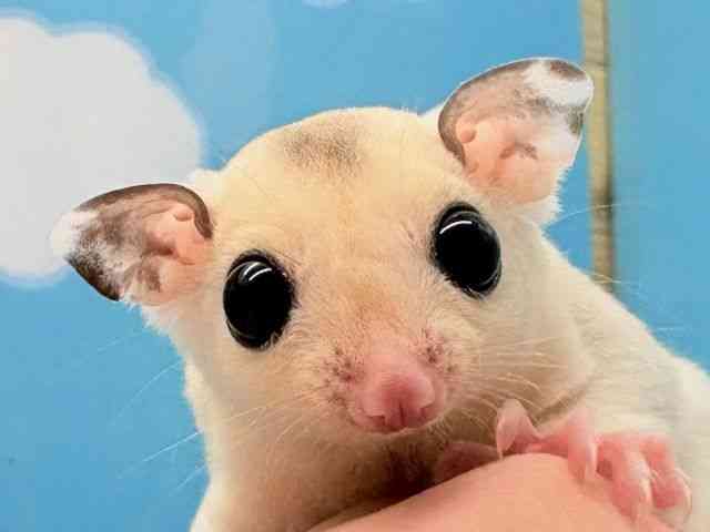 
                    フクロモモンガ
