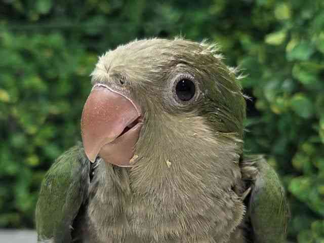 
                    オキナインコ