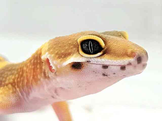 ヒョウモントカゲモドキ