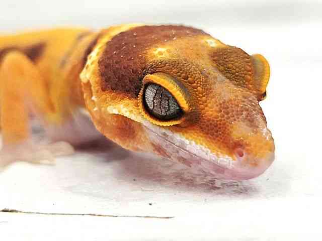 ヒョウモントカゲモドキ