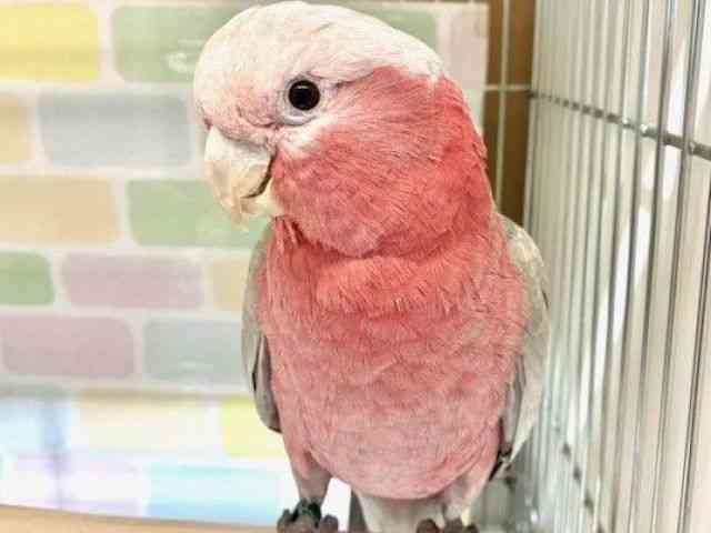 
                    モモイロインコ