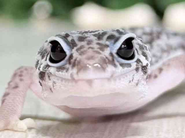 ヒョウモントカゲモドキ