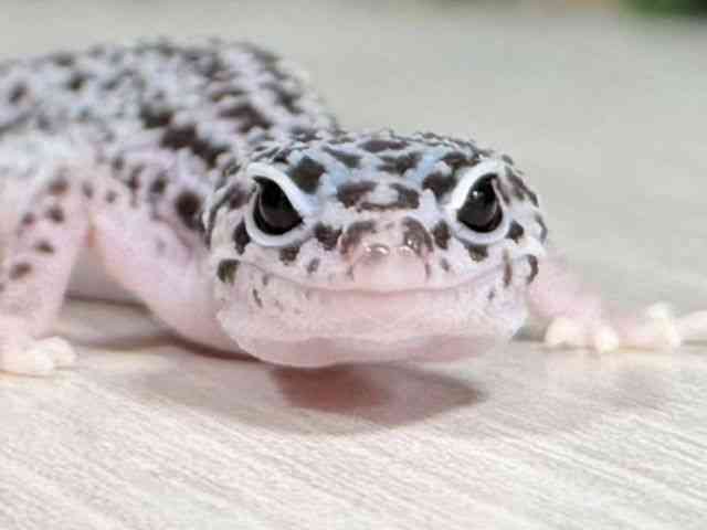 ヒョウモントカゲモドキ