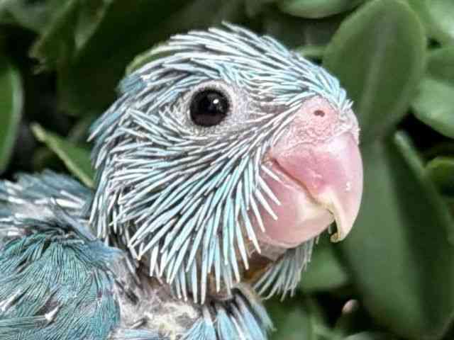 
                    マメルリハ