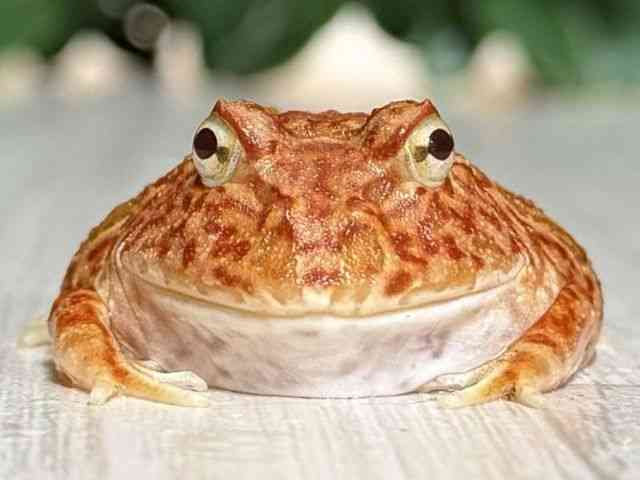 クランウェルツノガエル