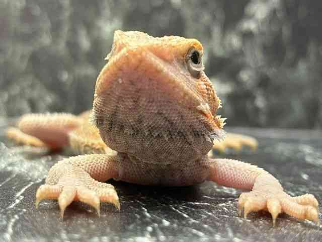 フトアゴヒゲトカゲ