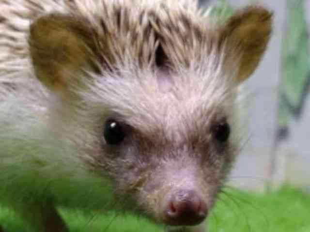 pet image
