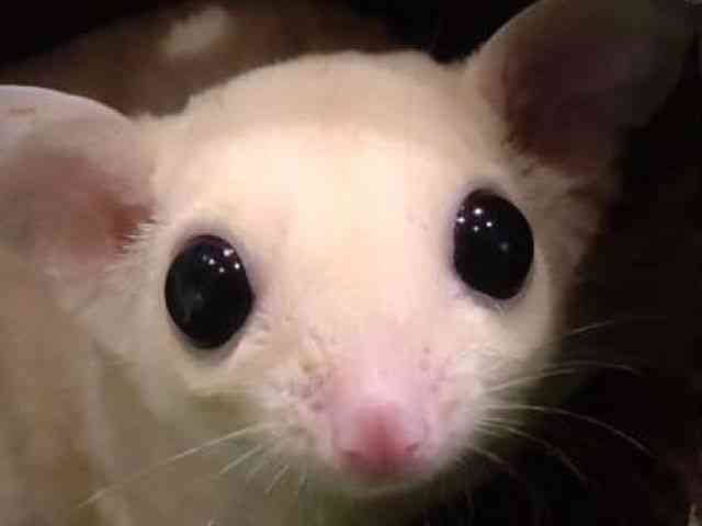 
                    フクロモモンガ