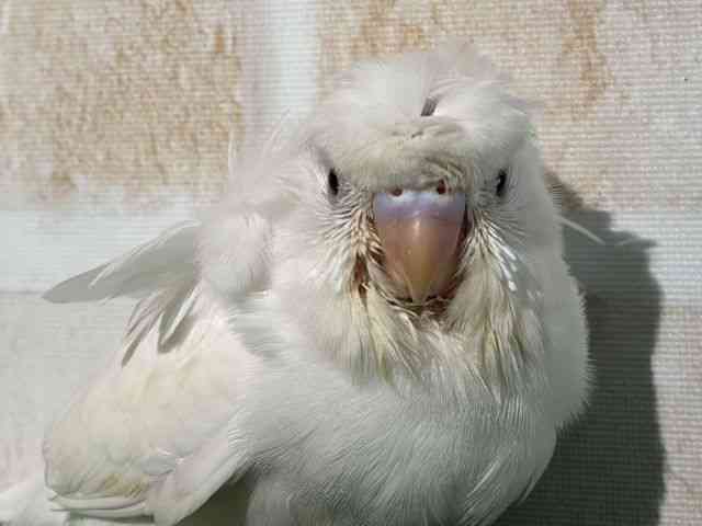 
                    羽衣セキセイインコ