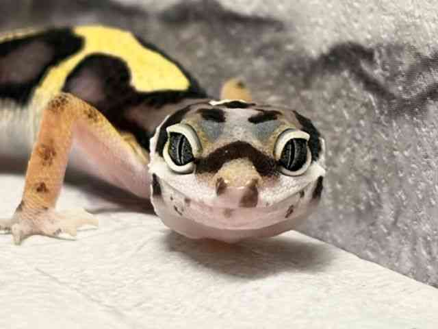 ヒョウモントカゲモドキ