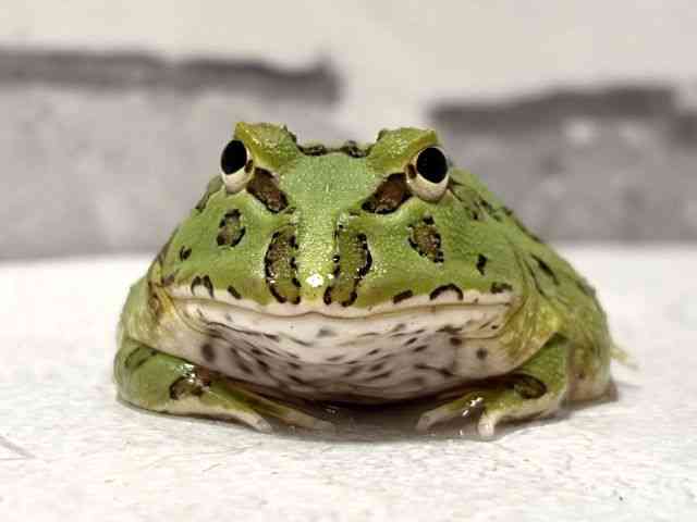 クランウェルツノガエル