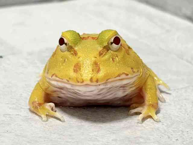 クランウェルツノガエル