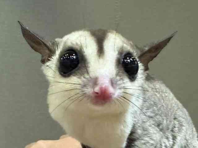 
                    フクロモモンガ