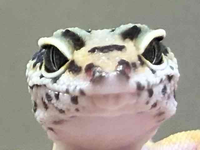 ヒョウモントカゲモドキ