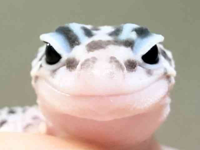 ヒョウモントカゲモドキ